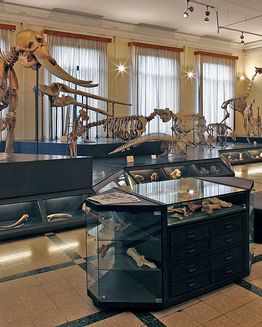 Civic Museum of Zoology