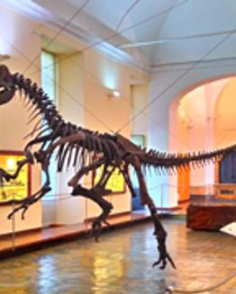 Museo de Paleontología de Nápoles