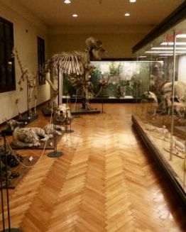 Museum für Zoologie von Padua