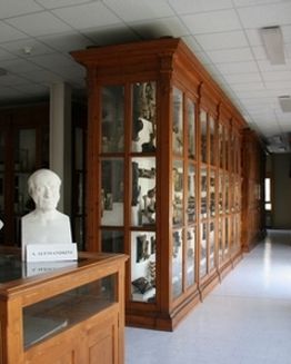 Colección de Anatomía Patológica y Teratología Veterinaria Alessandrini-Ercolani