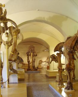 Musée d'histoire naturelle de Macerata