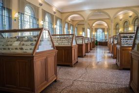 Mineralogy Collection Luigi Bombicci Museum