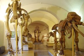 Naturhistorisches Museum von Macerata