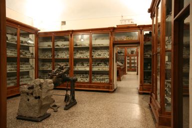 Mellerio Rosmini Natural Science Museum