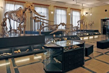 Städtisches Museum für Zoologie