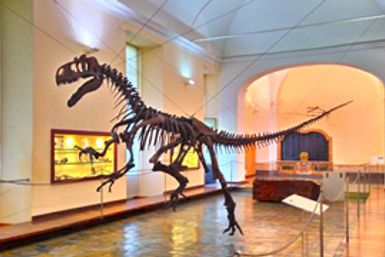 Musée de paléontologie de Naples