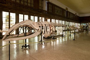 Museo Zoologico di Napoli
