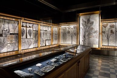 Museo di Geologia e Paleontologia di Padova