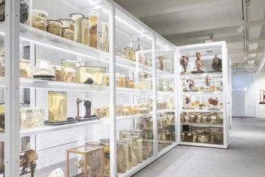 Museo di Anatomia Patologica di Padova