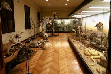Museo di Zoologia di Padova
