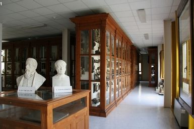 Colección de Anatomía Patológica y Teratología Veterinaria Alessandrini-Ercolani