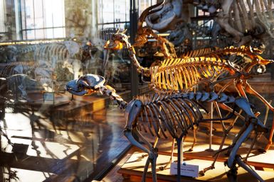 Galerie für Paläontologie und vergleichende Anatomie