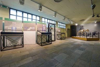 Museo de Arqueología y Paleontología Carlo Conti