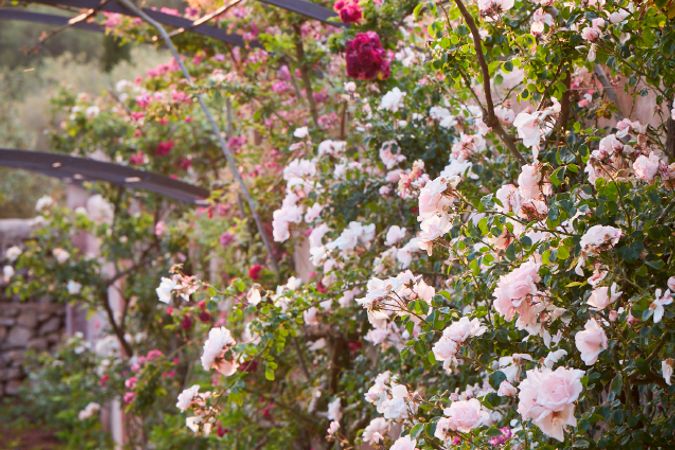 jardín de rosas (1).png