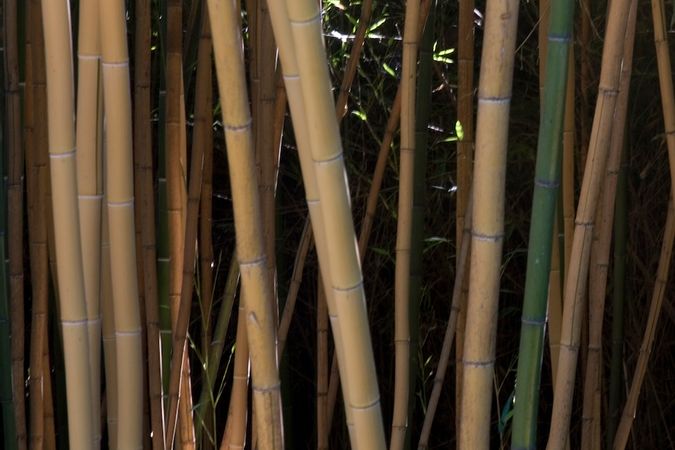 Bambu labirinto 2014 IV.jpg