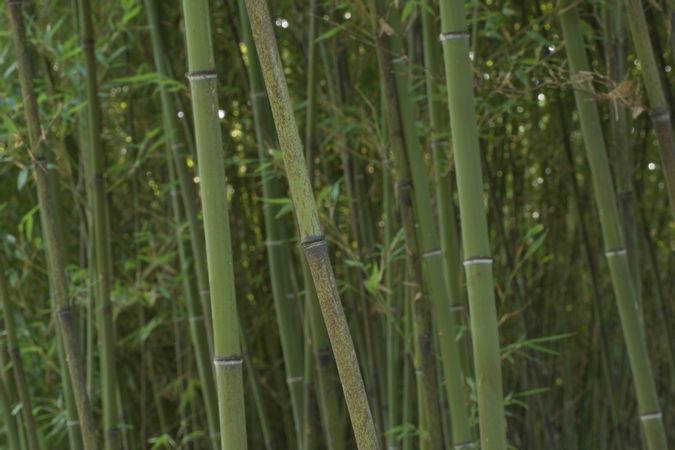 Bambu labirinto 2014 VIII.jpg
