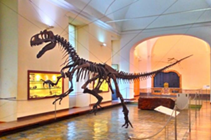 Museo di Paleontologia.jpg