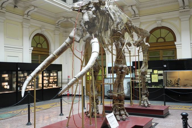 Museo di Storia Naturale Giacomo Doria –  elefante italico.jpg