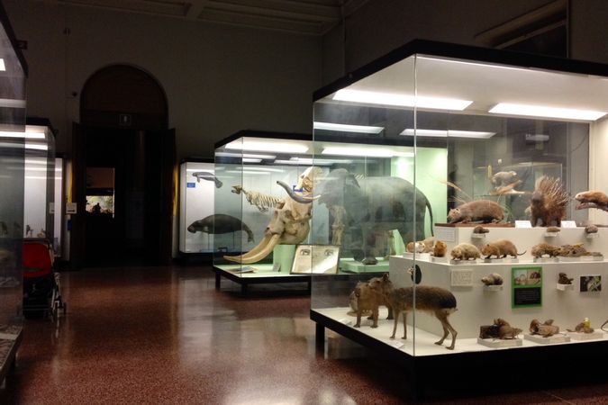 Museo di Storia Naturale Giacomo Doria – Sale 1.JPG